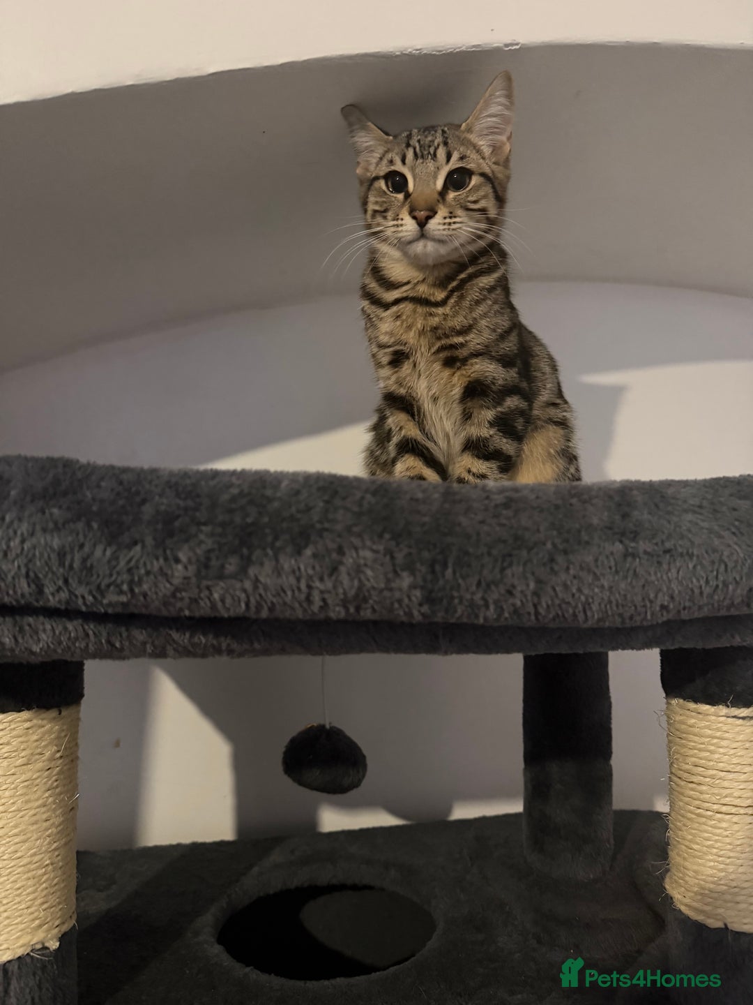 Mixed Breed cats for sale: Male kitten ready now - Advert 7