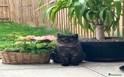 British Shorthair cats for sale: British Shorthair for free !  - Image 5