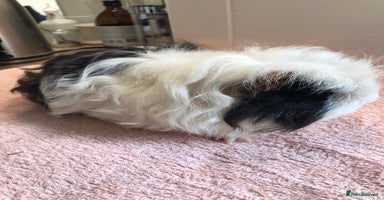 Guinea Pig rodents - Advert 4