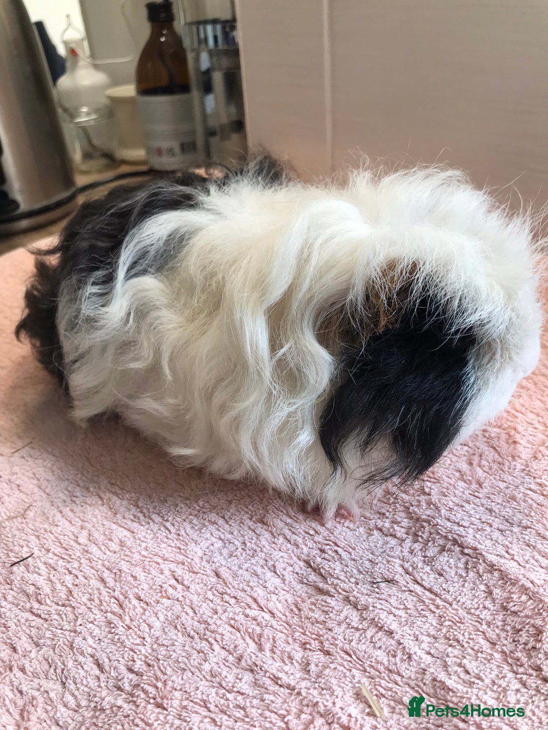Guinea Pig rodents for sale: Self Black Boar -Pair of Fox Boars and Merino Boar - Advert 5