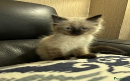 Ragdoll cats for sale: 2 stunning seal point ragdoll boys  - Image 18