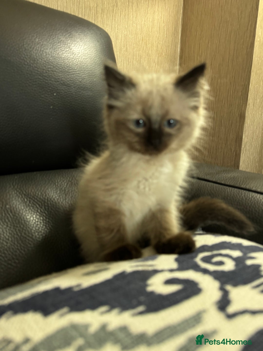 Ragdoll cats for sale: 2 stunning seal point ragdoll boys  - Image 18
