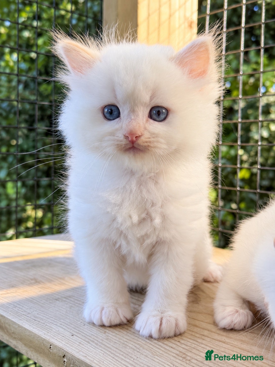 Ragdoll cats Rare Flame Lynx Ragdoll Kittens excellent Quality  - Advert 3