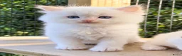 Ragdoll cats for sale: Rare Flame Lynx Ragdoll Kittens excellent Quality  - Advert 11