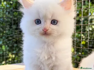 Ragdoll cats Rare Flame Lynx Ragdoll Kittens excellent Quality - Advert 3