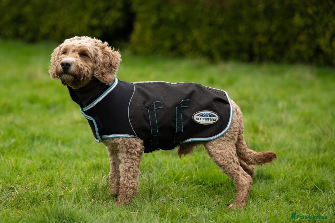 Cockapoo dogs for sale: Chester - Advert 3