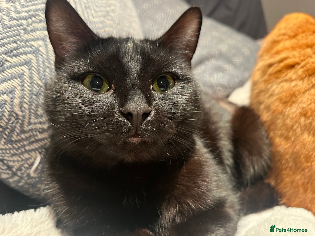 Mixed Breed cats for sale: 1year old - Boy and Girl  - Advert 3