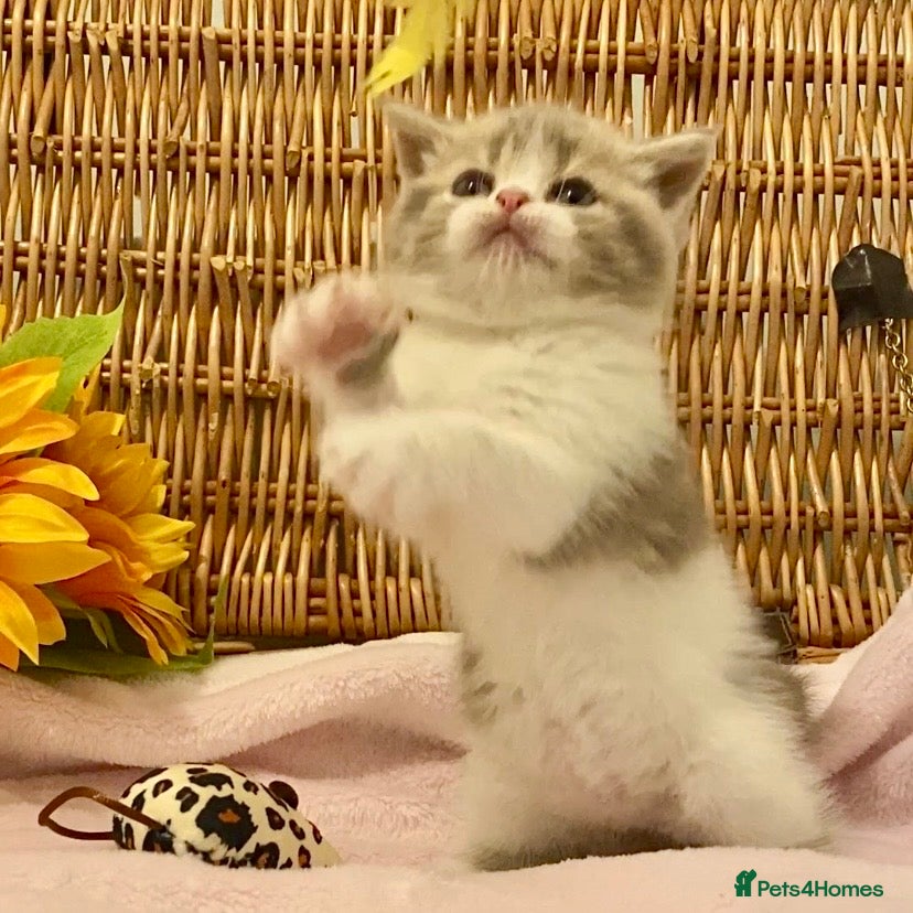 Scottish Fold cats 🧸QUALITY TICA REG FAWN SCOTTISH/BSH 😻🧸 - Advert 11