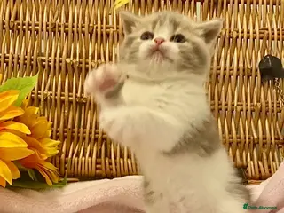 Scottish Fold cats 🧸QUALITY TICA REG FAWN SCOTTISH/BSH 😻🧸 - Advert 11