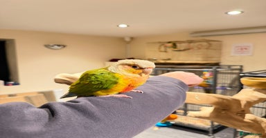 Budgerigars birds Beautiful Super conure  - Advert 7