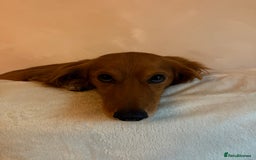 Mixed Breed dogs for sale: Rehome our 2 year old coco - Image 2