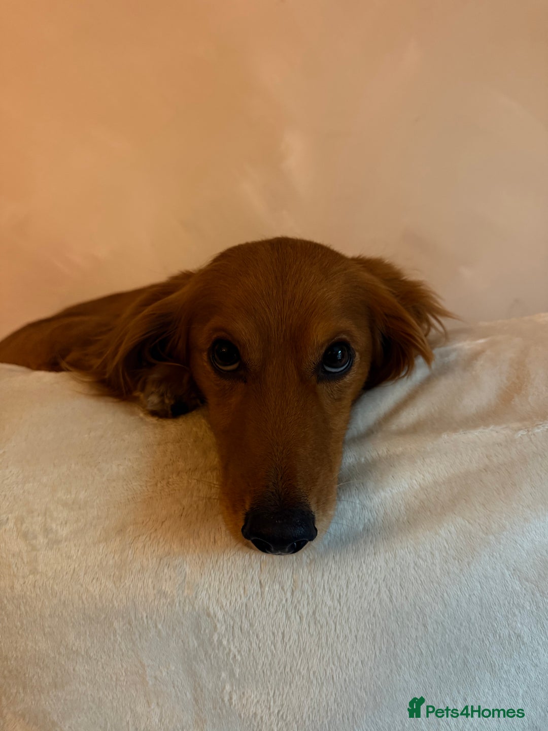 Mixed Breed dogs for sale: Rehome our 2 year old coco - Image 2