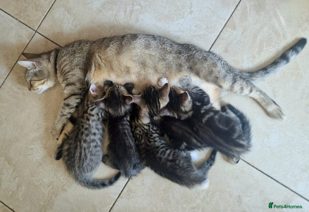 Mixed Breed cats for sale: Adorable kittens in London(SE18)😻💓😻 - Image 13
