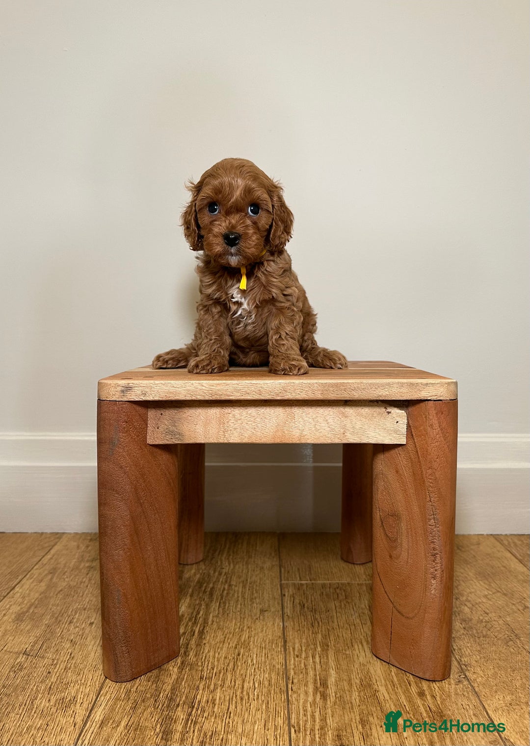 Cavapoo dogs for sale: F1 Cavapoo puppies.  - Image 11