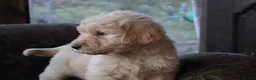 Labradoodle dogs for sale: Lovely Labradoodle Puppies - Advert 27