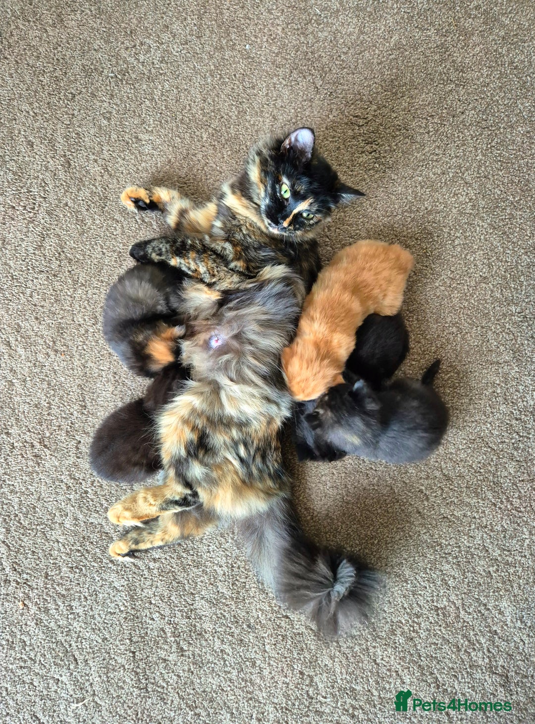 Mixed Breed cats for sale: Super friendly, fluffy kittens! 😻 - Image 2