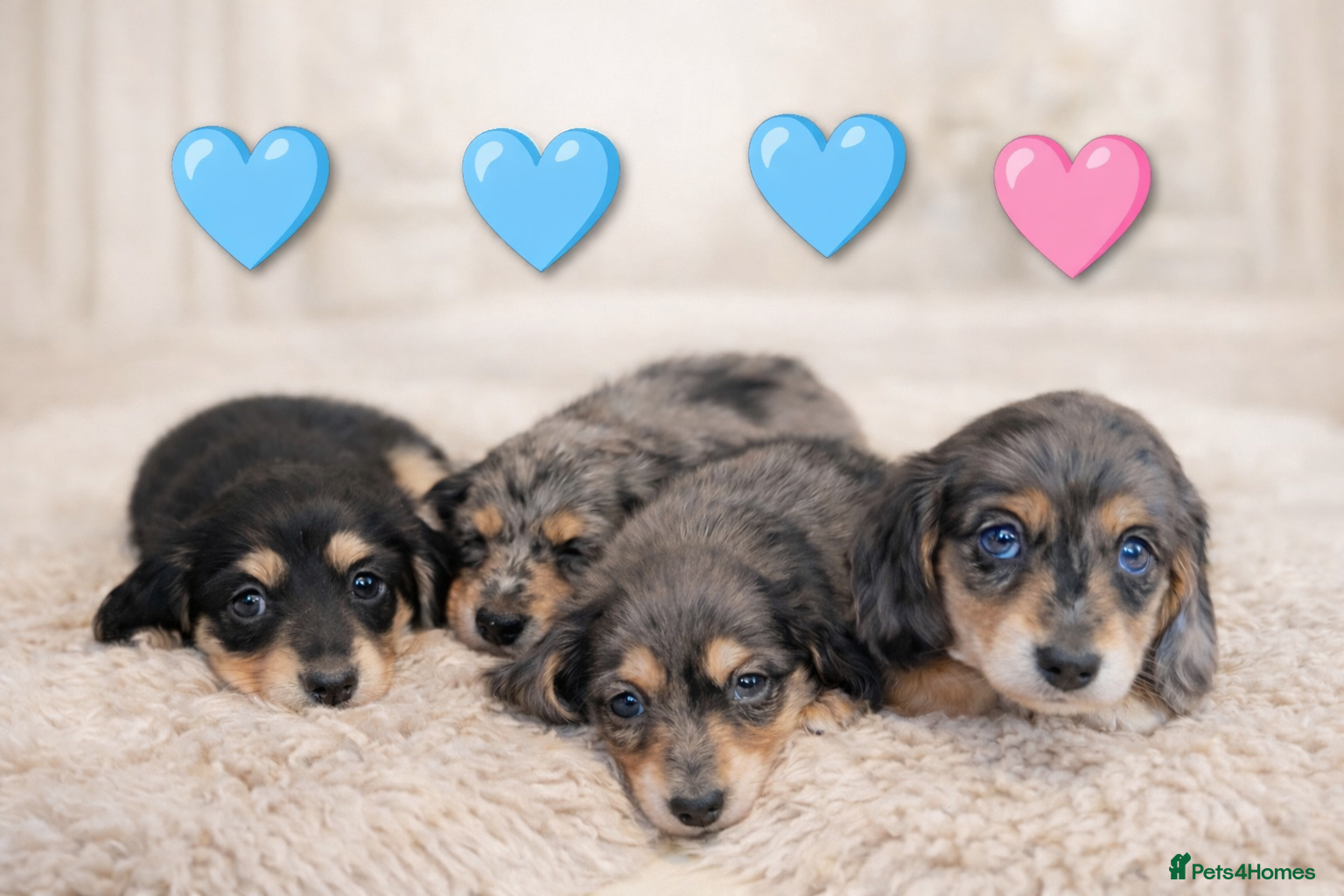 Miniature Dachshund dogs READY BANK HOLIDAY WEEKEND. Stunning longhaired ♥️ - Advert 6