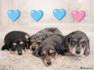 Miniature Dachshund dogs READY BANK HOLIDAY WEEKEND. Stunning longhaired ♥️ - Advert 6