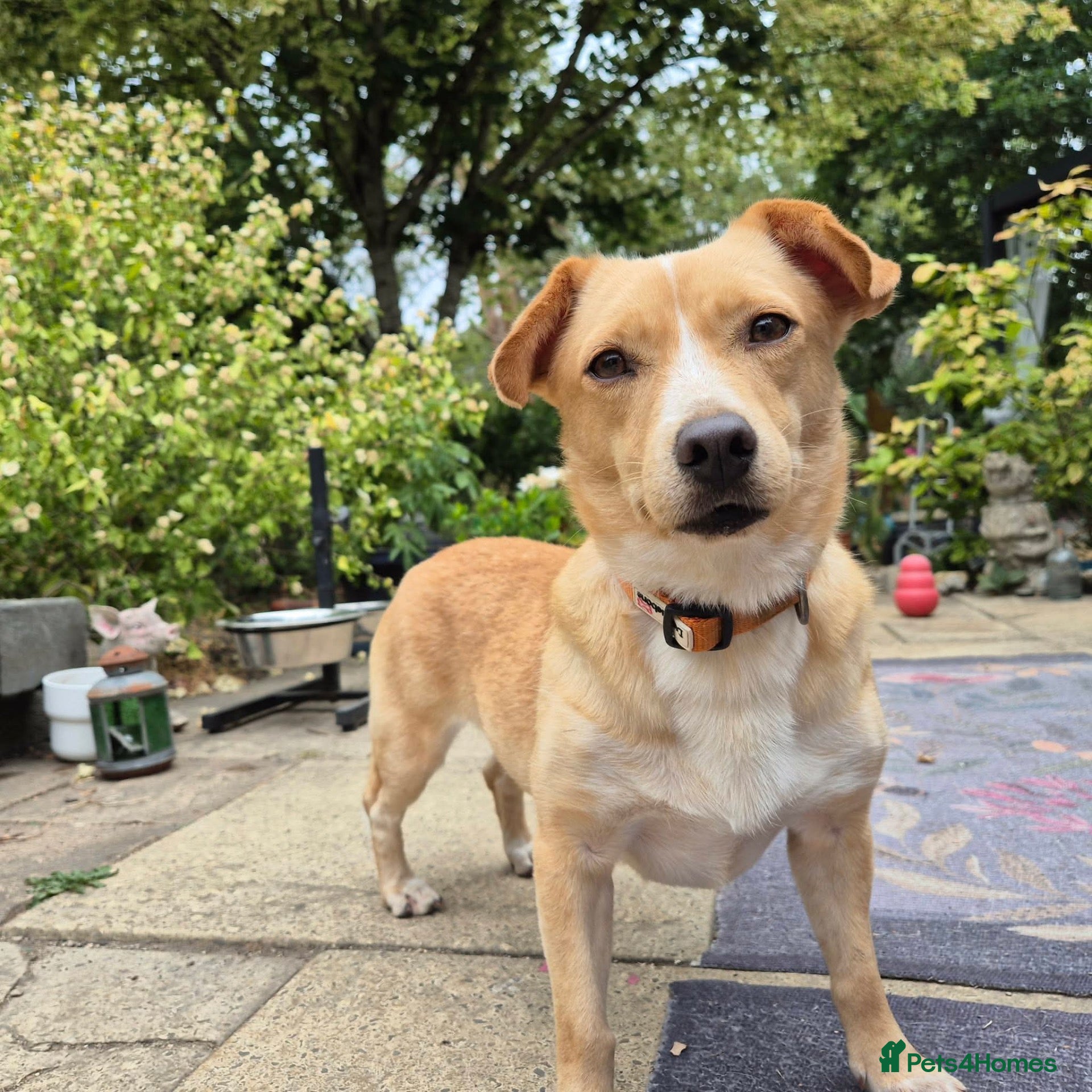 Mixed Breed dogs Klara, Gentle Girl Looking for a Patient Home - Advert 1
