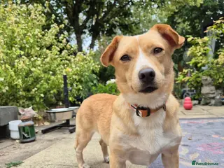 Mixed Breed dogs Klara, Gentle Girl Looking for a Patient Home - Advert 1