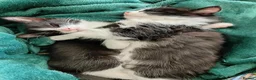 Mixed Breed cats for sale: Two adorable male kittens, dad Maine Coon - Advert 6