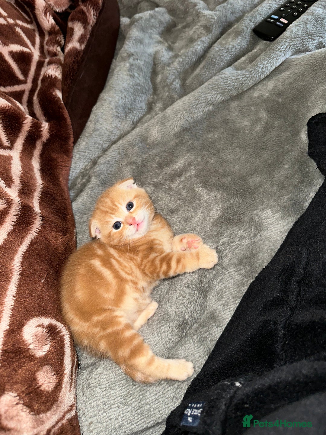 Scottish Fold cats for sale: Scottish fold/straight babies - Image 15