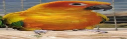 Parrots birds for sale: Birds/Parakeets/Parrots/Amazons  - Advert 23