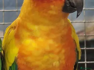 Parrots birds Amazons/Parrots/Parakeets - Advert 1