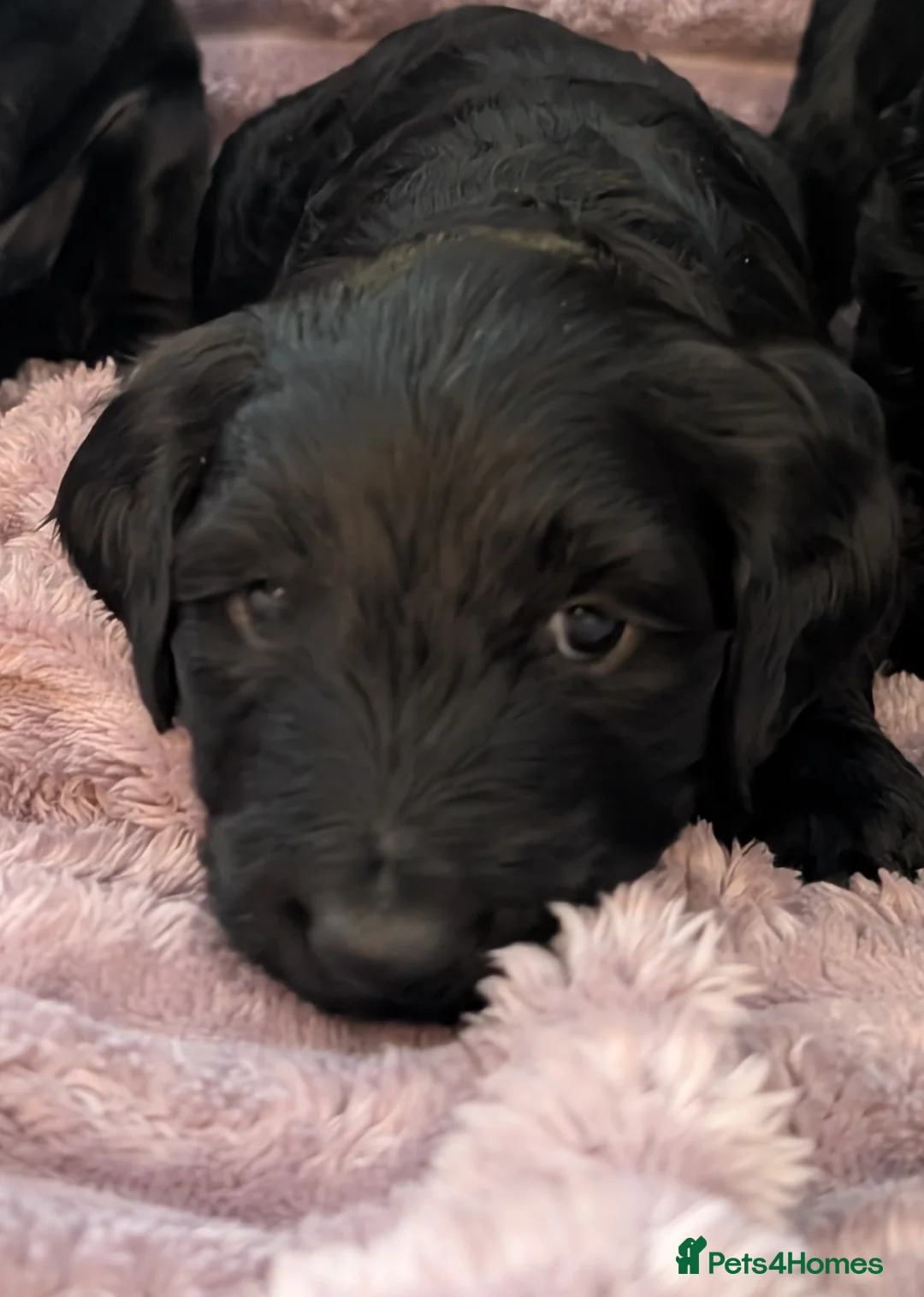 Labradoodle dogs for sale: 🐾 Labradoodle Puppies 🐾 - Advert 7