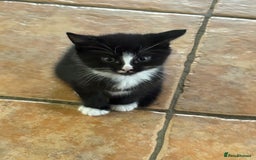 Mixed Breed cats for sale: Beautiful Black and White Kittens - Image 5