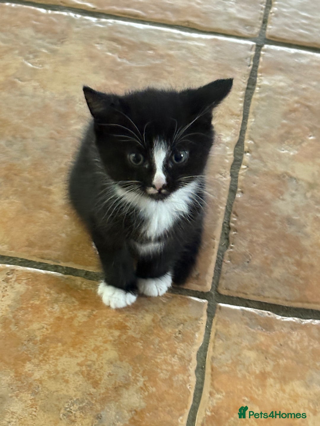 Mixed Breed cats for sale: Beautiful Black and White Kittens - Image 5
