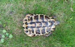 Hermann Tortoise reptiles for sale: Hermann Tortoise with enclosure - Image 4