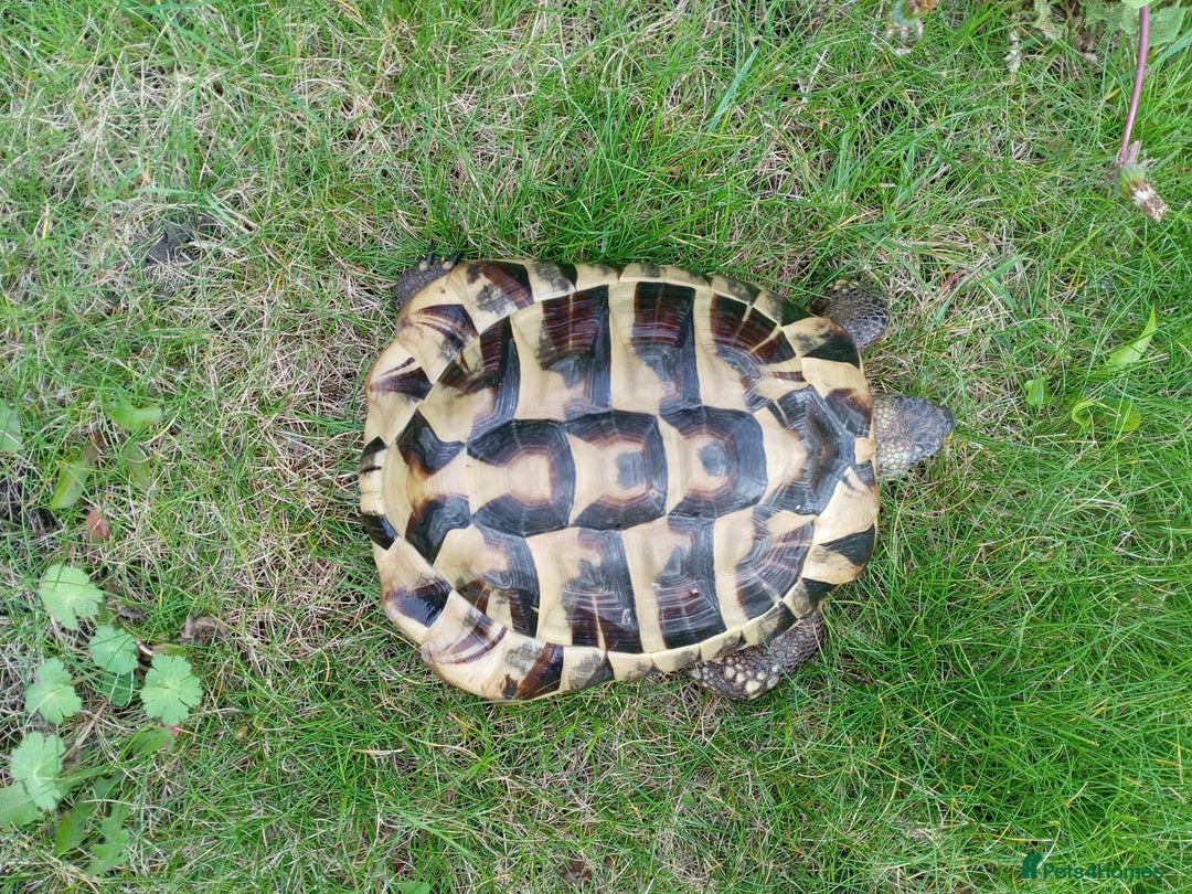 Hermann Tortoise reptiles for sale: Hermann Tortoise with enclosure - Image 4