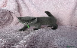 British Shorthair cats for sale: **5 Chunky pure breed BSH Kittens for sale** - Image 11