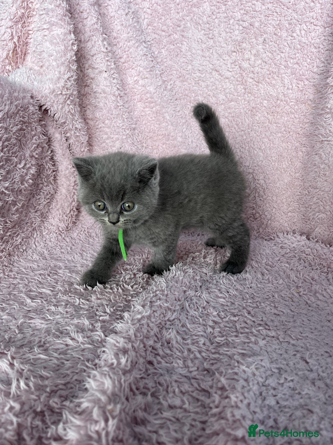 British Shorthair cats for sale: **5 Chunky pure breed BSH Kittens for sale** - Image 11