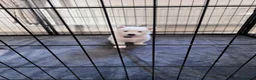 Utonagan dogs for sale: Malamute/Siberian Husky puppies in Swindon - Advert 12