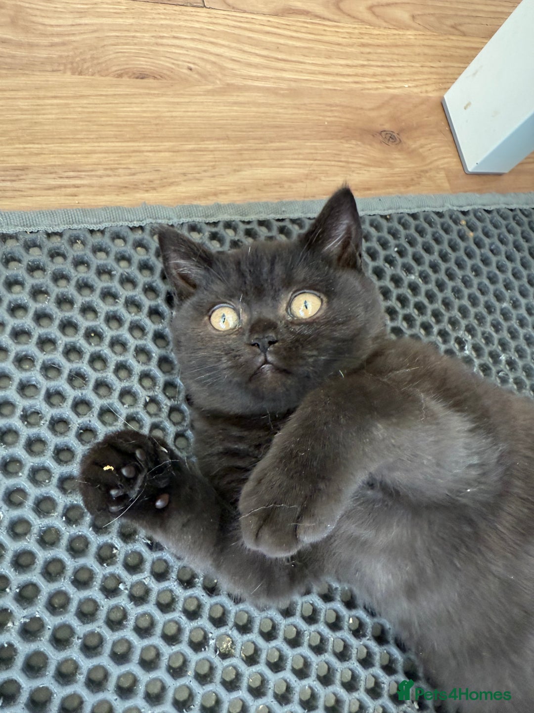 British Shorthair cats for sale: Rare Coloured British Shorthair kittens - Image 10