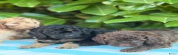 Cockapoo dogs for sale: Cockapoo males and females  - Advert 23