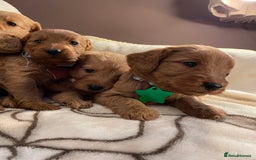 Labradoodle dogs for sale: Labradoodle Fox Red ❤️💞❤️Health check - Image 23