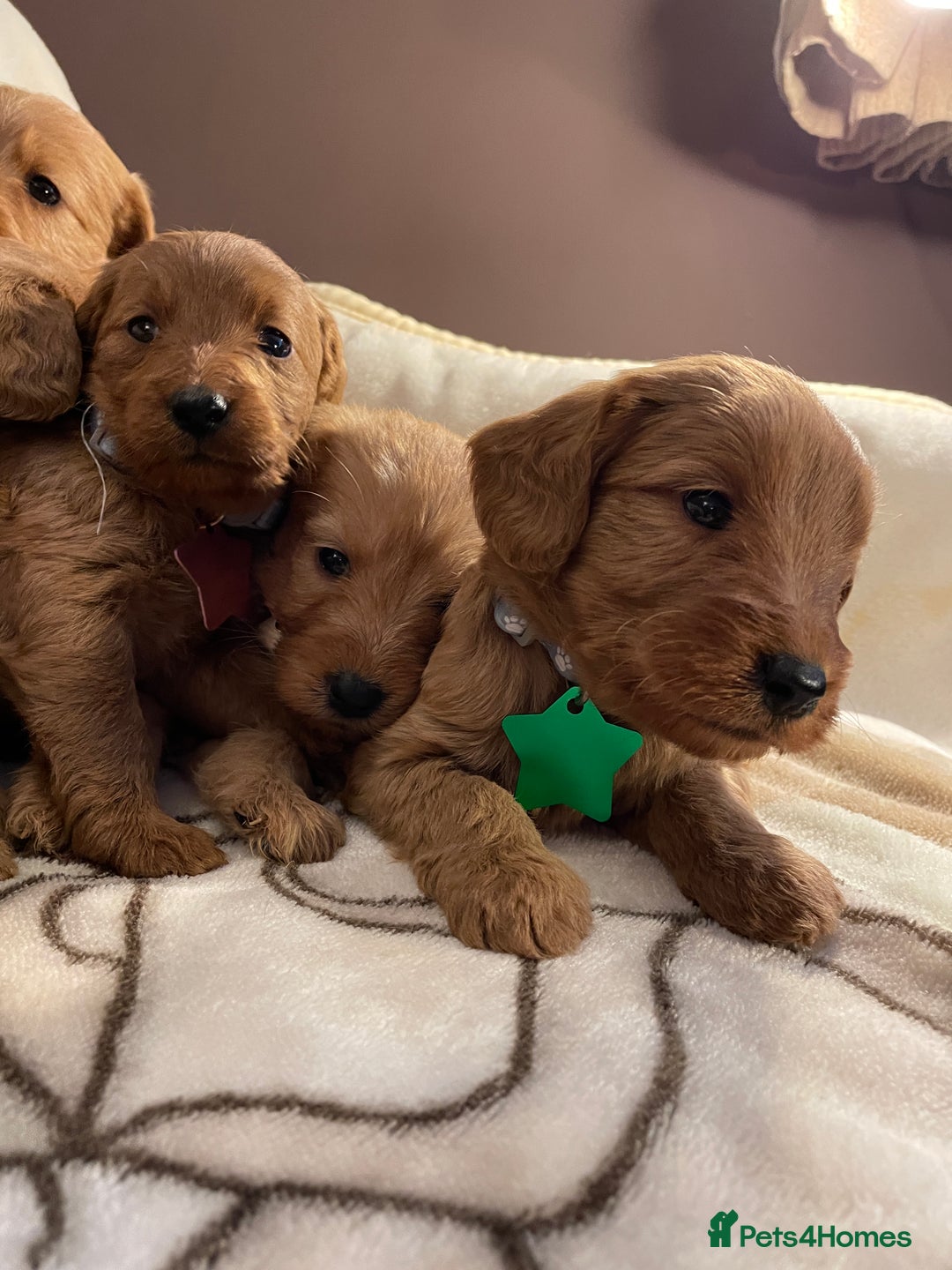 Labradoodle dogs for sale: Labradoodle Fox Red ❤️💞❤️Health check - Image 23