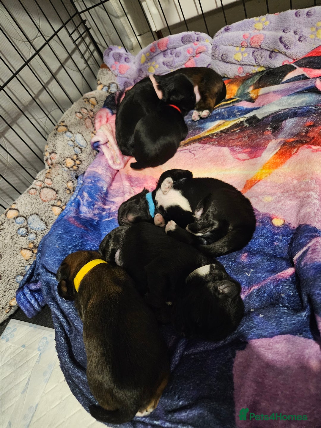 Lhasa Apso dogs for sale: Lhasa apao pups  - Image 6