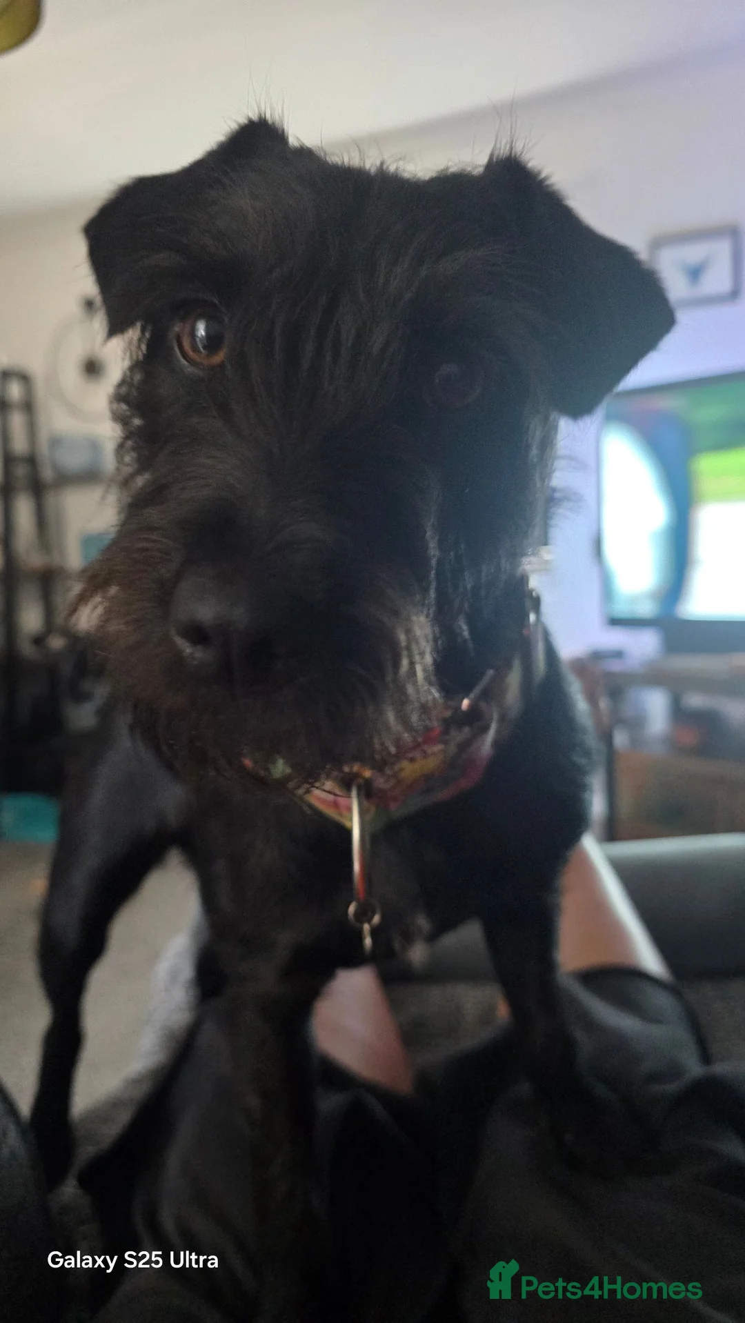 Patterdale Terrier dogs for sale: Bramble needs a new home - Advert 2