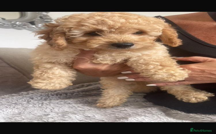 Cavapoo dogs - Advert 3