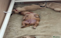 Golden Retriever dogs for sale: Pure bred Golden Retriever puppies - Image 6
