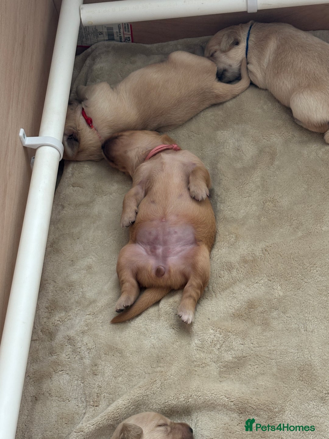 Golden Retriever dogs for sale: Pure bred Golden Retriever puppies - Image 6