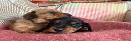Miniature Dachshund dogs for sale: CHAMPION LINE KC REG & PRA CLEAR MINIS LOW COI - Advert 18