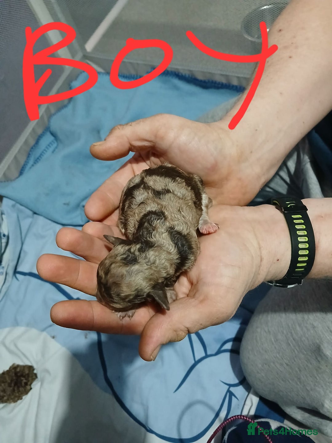 Cockapoo dogs for sale: 5 f1b miniature cockapoos  - Advert 4