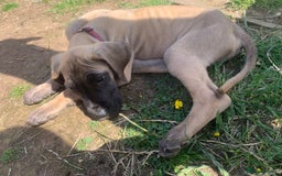 Great Dane dogs for sale: Only 3 left - Pedigree Great Dane Puppies in Dumfries - Image 8