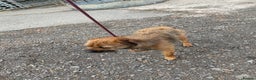 Border Terrier dogs for stud: Border terrier for stud in Lockerbie - Advert 3