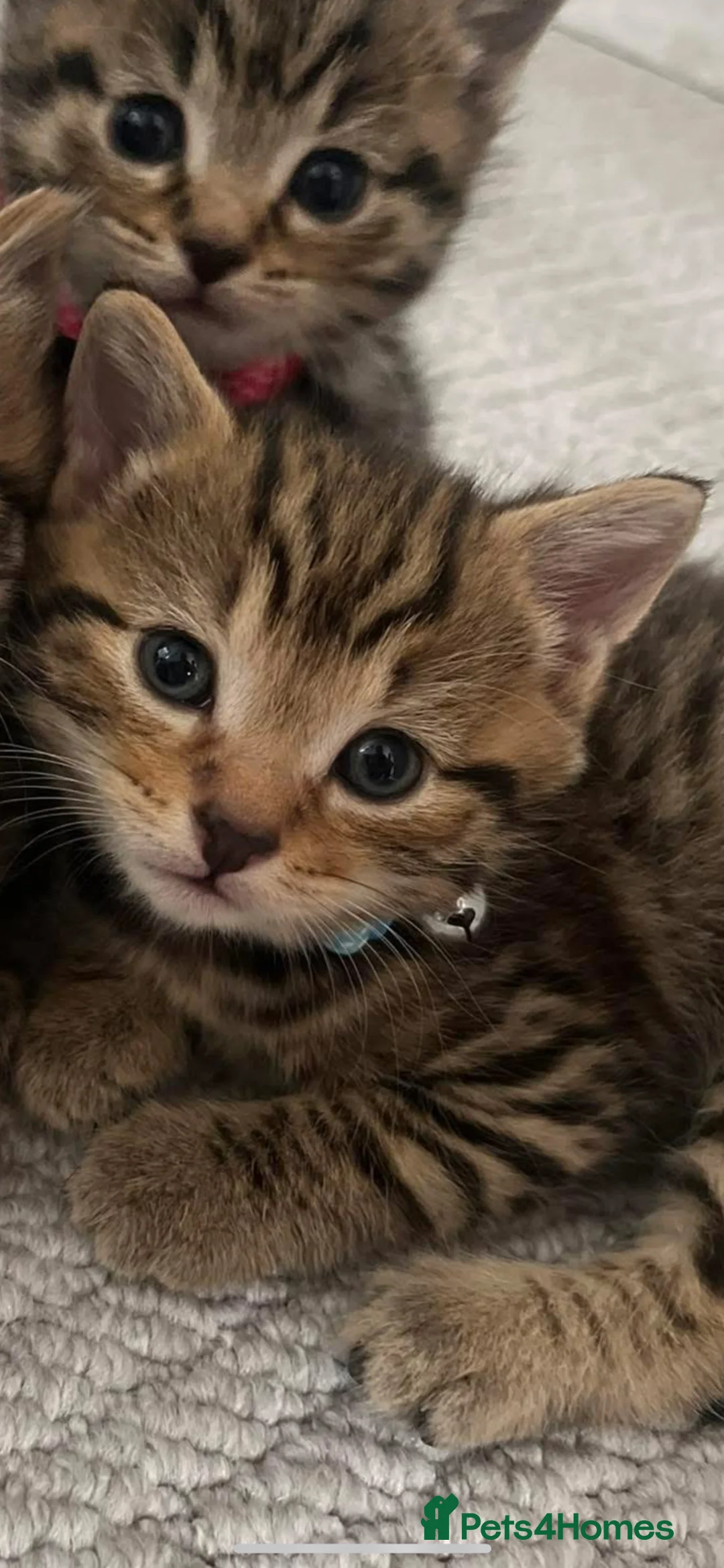 British Shorthair cats for sale: 3 kittens ready to go now  - Advert 1